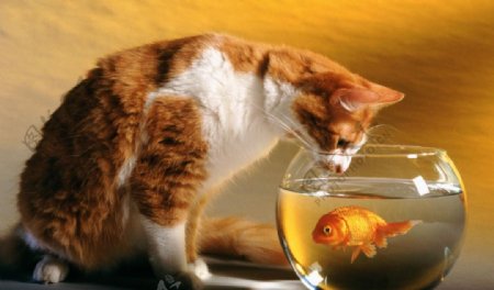 小猫和金鱼图片