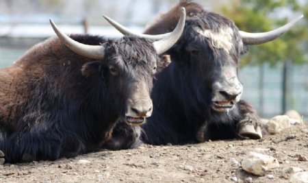 那须枥木县高原野生动物园草食动物牛图片