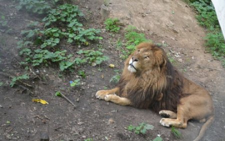 狮子百兽之王图片