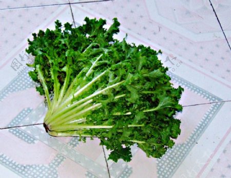 苦菊蔬菜图片