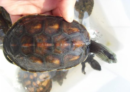 珍珠龟花龟水龟图片