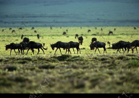 非洲野生动物羊群图片