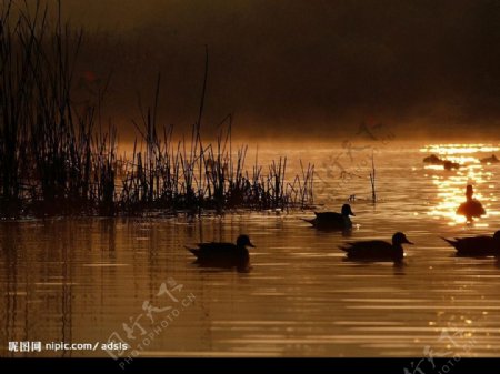 黄昏的湖图片