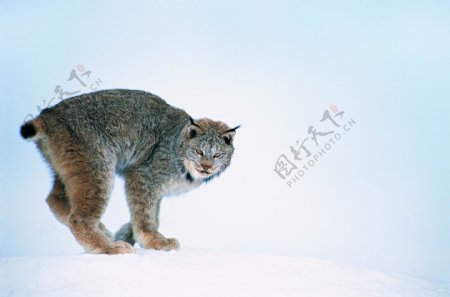 山猫图片