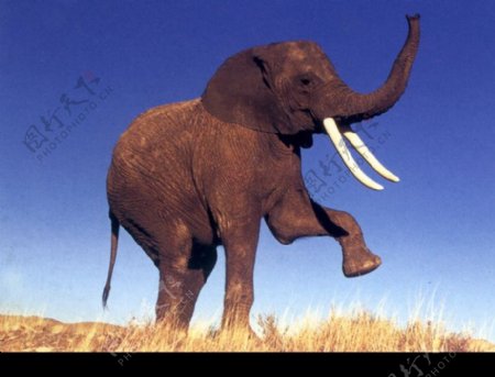 抬起前脚的大象图片