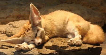 睡着的狐狸图片