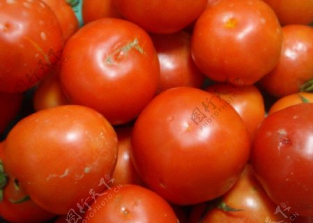 本地西红柿图片