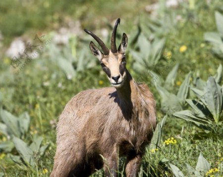 草地背景绿色藏羚羊图片