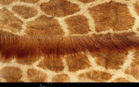 长颈鹿皮毛纹理图片