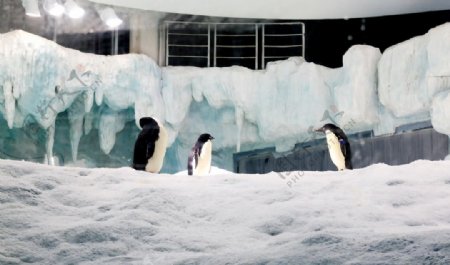 水族馆的企鹅图片