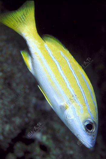 海洋生物海洋热带鱼图片