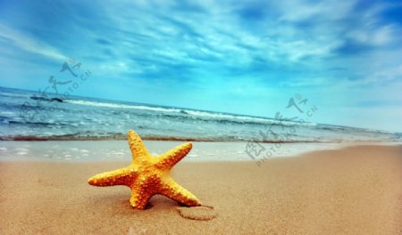 夏日海星图片