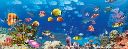 海底生物世界图片