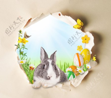 复活节小兔子图片
