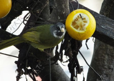 柠檬鸟图片