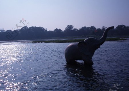 桂林风光漓江中的小象图片