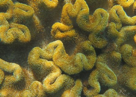马尔代夫月桂岛珊瑚图片