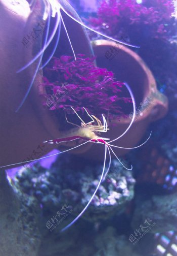 唯美海虾图片