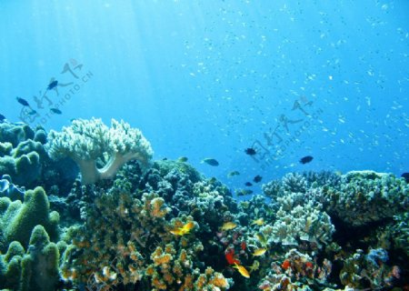 珊瑚中的热带鱼图片