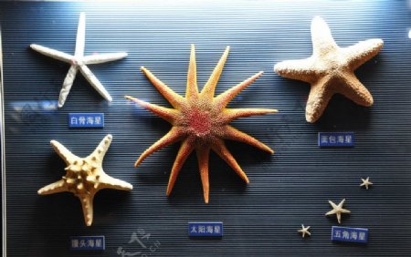 贝壳标本海星图片