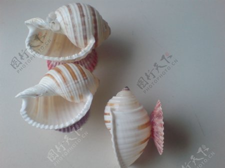 海螺花盆图片