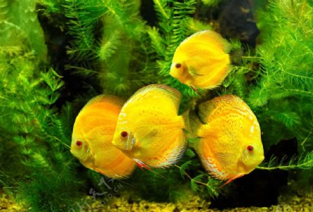 黄色鱼群图片