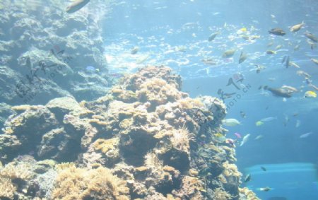 立海洋馆的热带鱼图片
