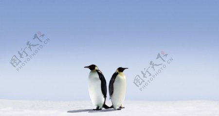 南极冰川企鹅图片
