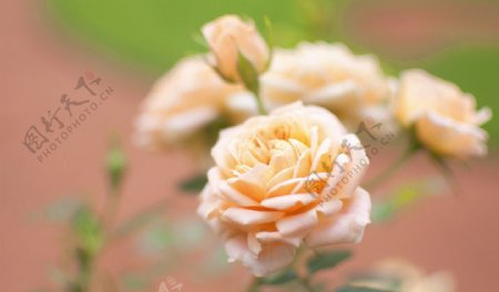 唯美玫瑰花图片