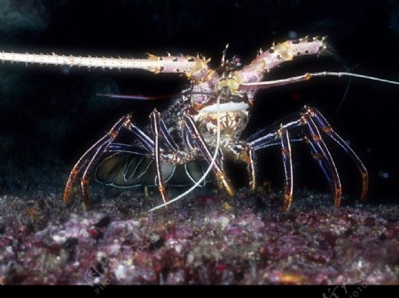 海洋生物图片