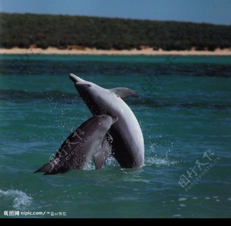 水中嬉戏的海豚图片