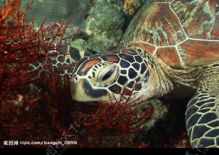 海洋生物图片