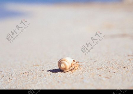 沙滩的海螺图片