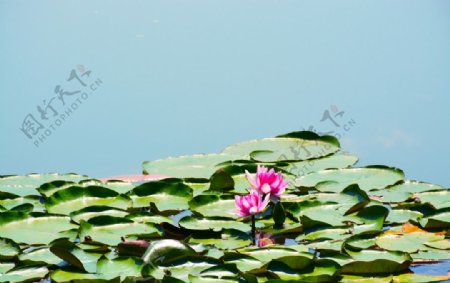 湿地莲花图片