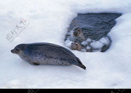 钻出冰洞的海豹图片