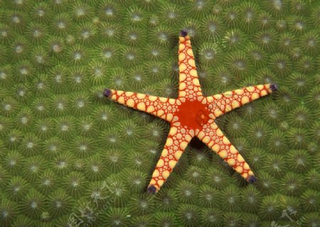 海藻海星图片