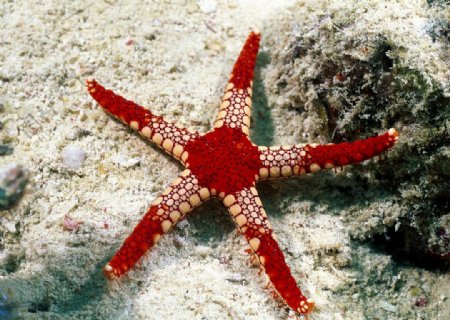 海底世界红五角海星图片