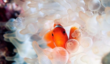 小丑鱼和泡状触手海葵图片