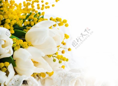 白色郁金香黄花图片
