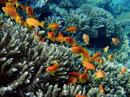 珊瑚海鱼图片