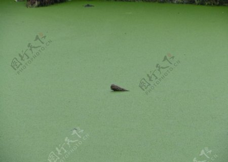 绿色池塘图片