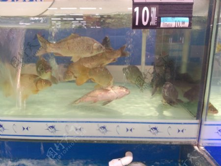 超市活鱼图片