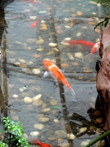 池中红鱼图片