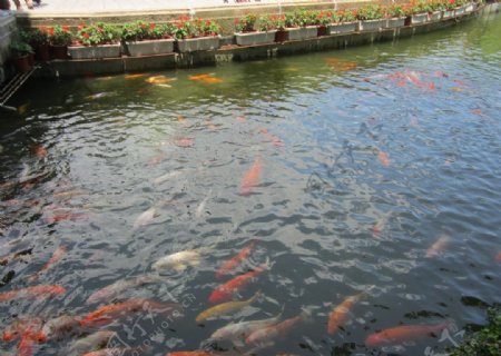 金鱼溪水图片