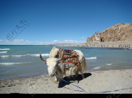 青海湖的牦牛图片