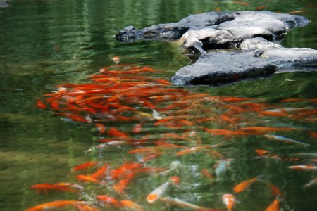 菖蒲河公园水中的锦鲤图片