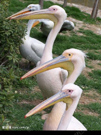 上海野生动物园的火烈鸟图片