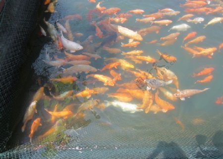千岛湖鱼儿图片