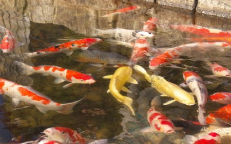 日本徳川園的观赏鱼图片
