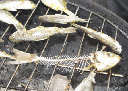 烤鱼鱼骨头野炊烤炉图片